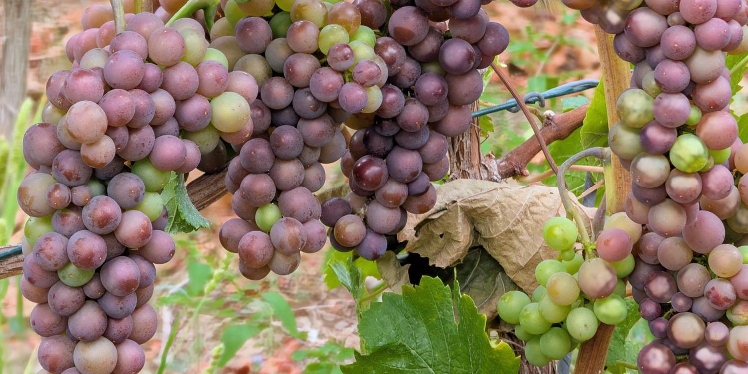 wein-an-der-ahr_by_irene-urff_pfarrbriefservice