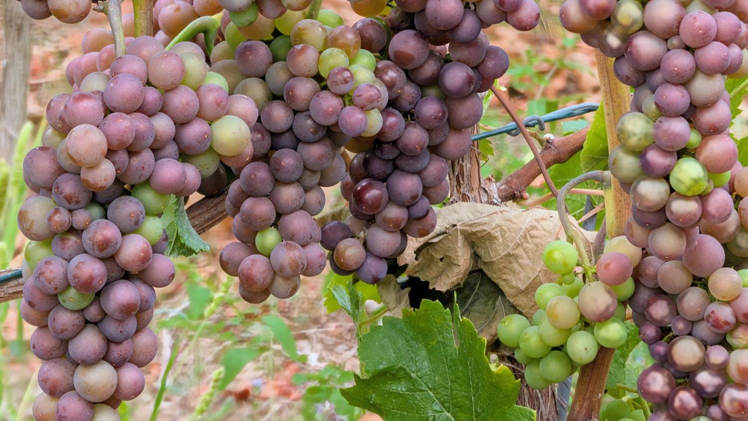 wein-an-der-ahr_by_irene-urff_pfarrbriefservice